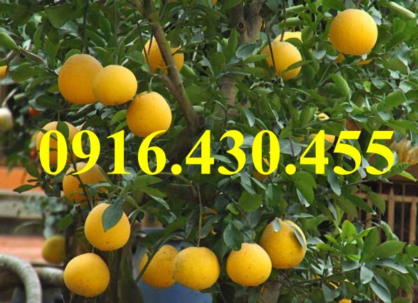 Cây giống bưởi diễn